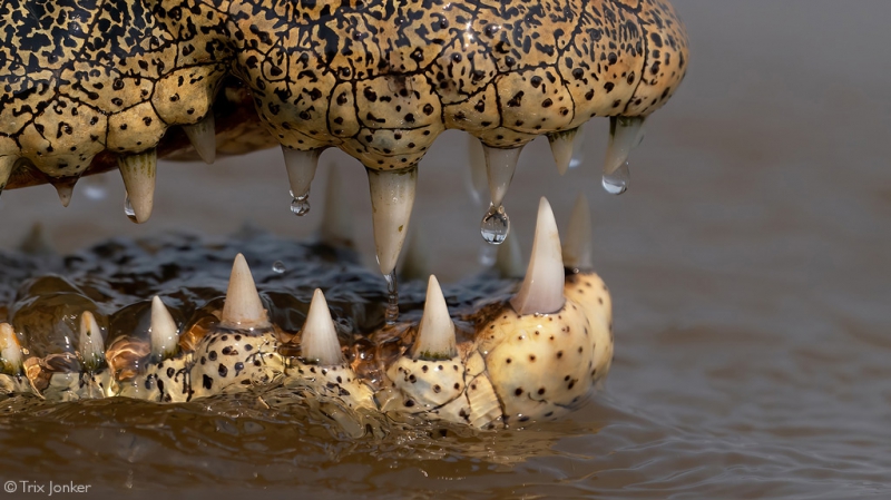  دندان. دهان تمساح نیل با ۶۸ دندان نوک تیز پر شده است. رودخانه Chobe، بوتسوانا. © Trix Jonker